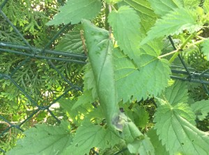 Raupennest in Brennessel