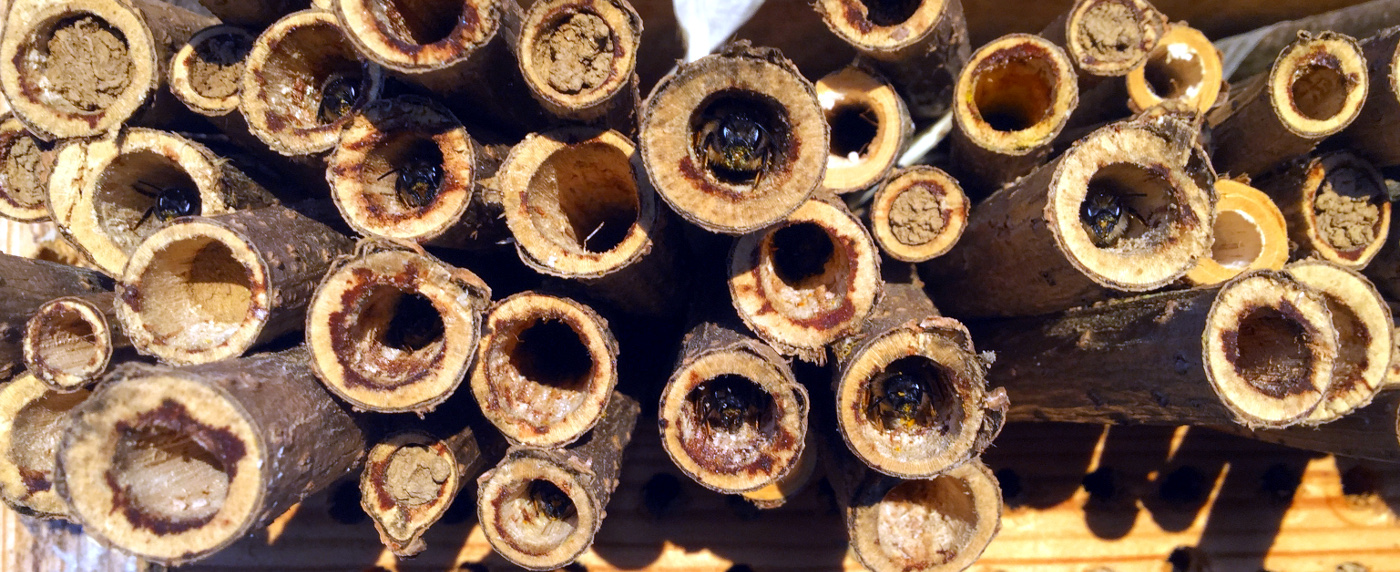 Mauerbienen in Morgensonne
