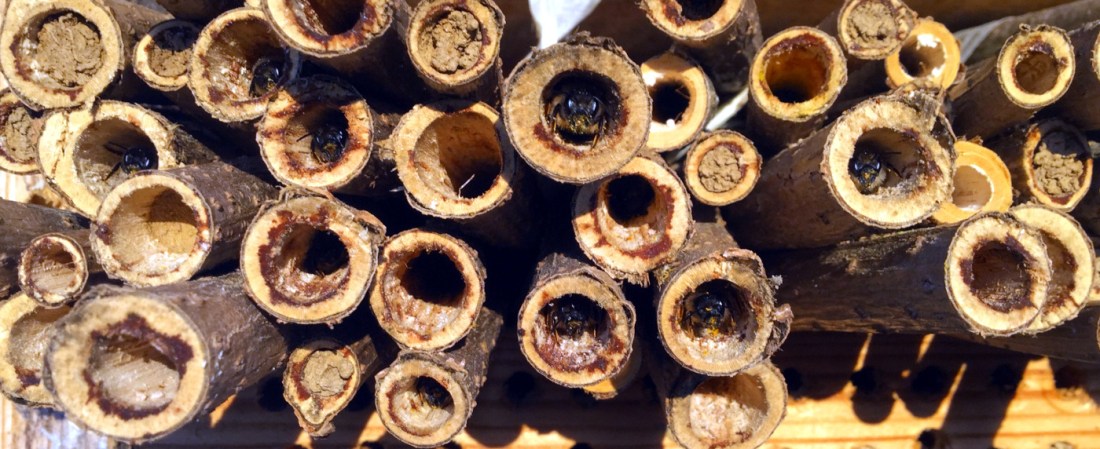 Mauerbienen in Morgensonne