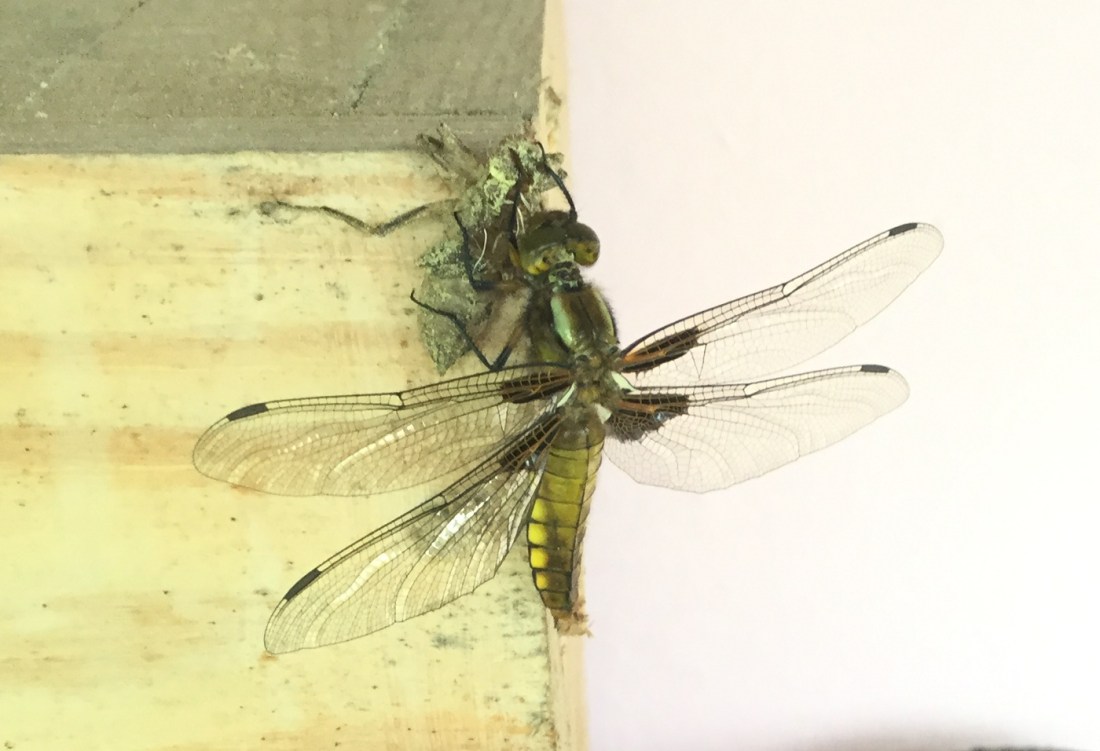 Plattbauch Larvengröße