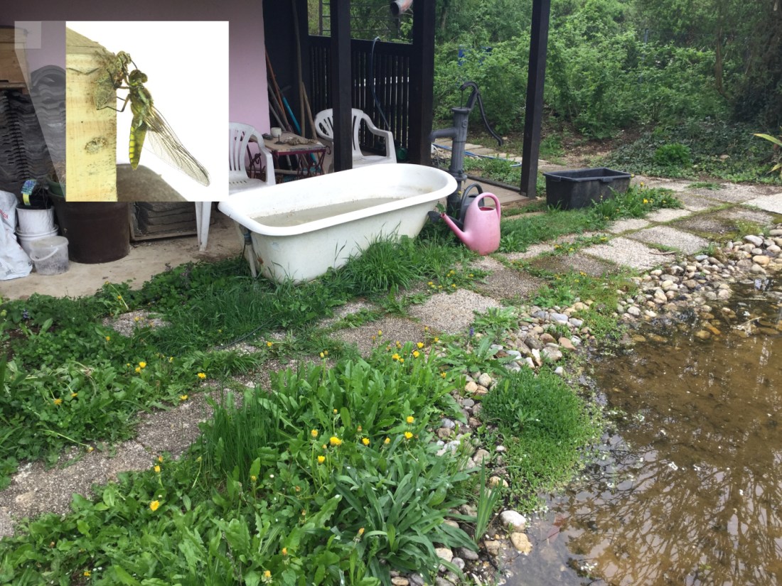 Plattbauch Wanderweg