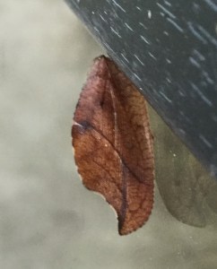 Totes Blatt (Drepanepteryx phalaenoides)