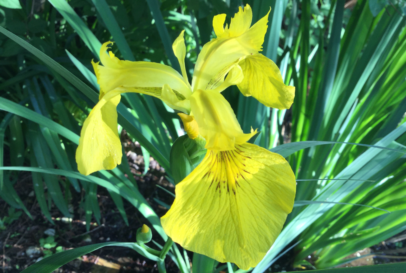 Wasserlilie Blüte