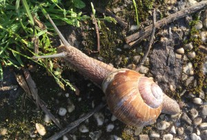 Weinbergschnecke