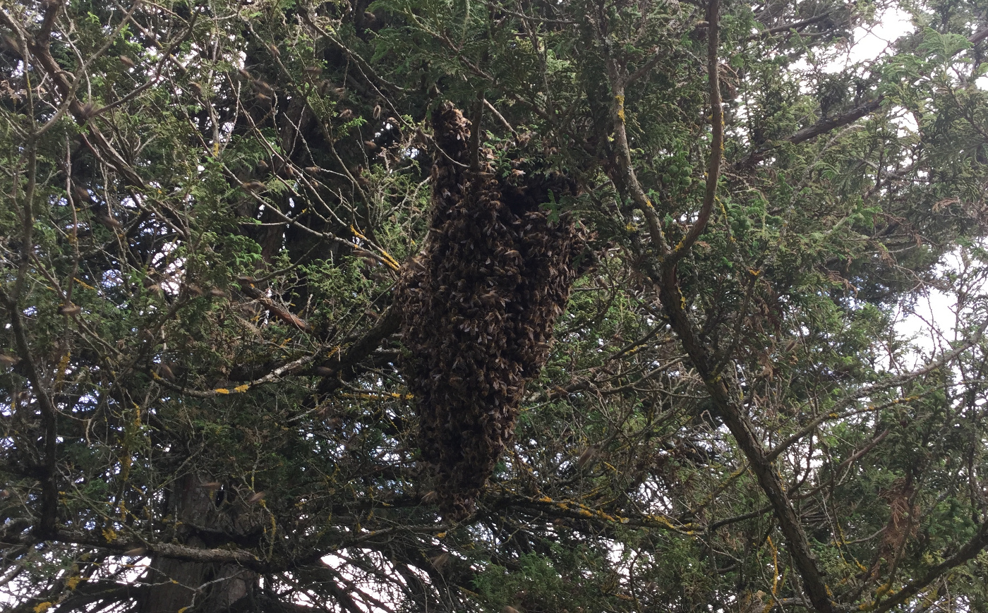 Bienenschwarm