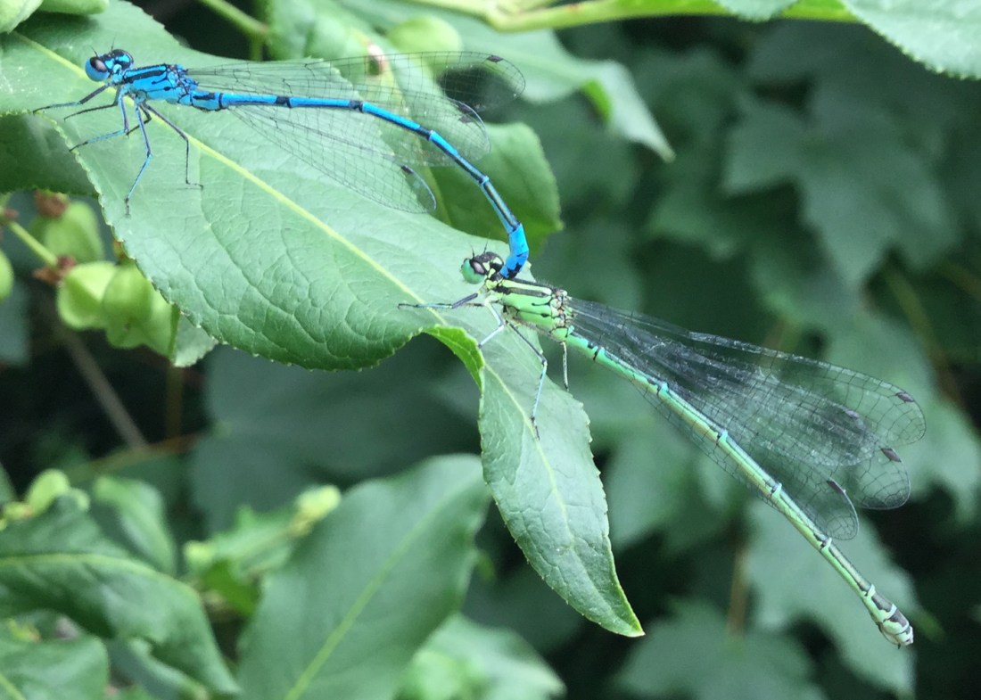 Hufeisen-Azurjungfer Paarung