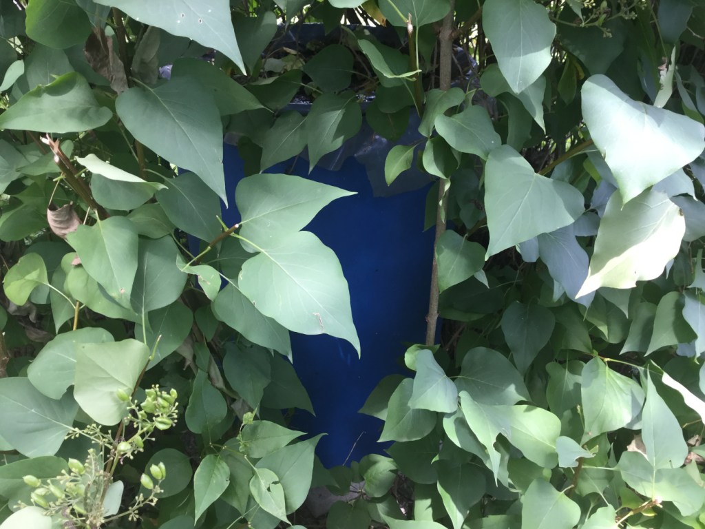 Regentonne im Flieder