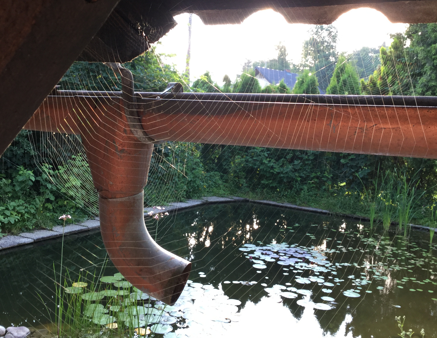 Spinnennetz
