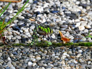 Blaugrüne Mosaikjungfer Ablaichen