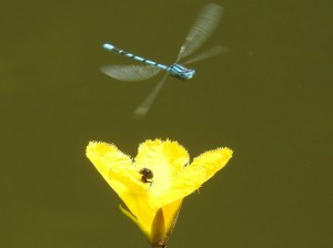Hufeisen-Azurjungfer Jagd