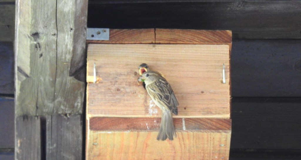 Nistkastenfütterung