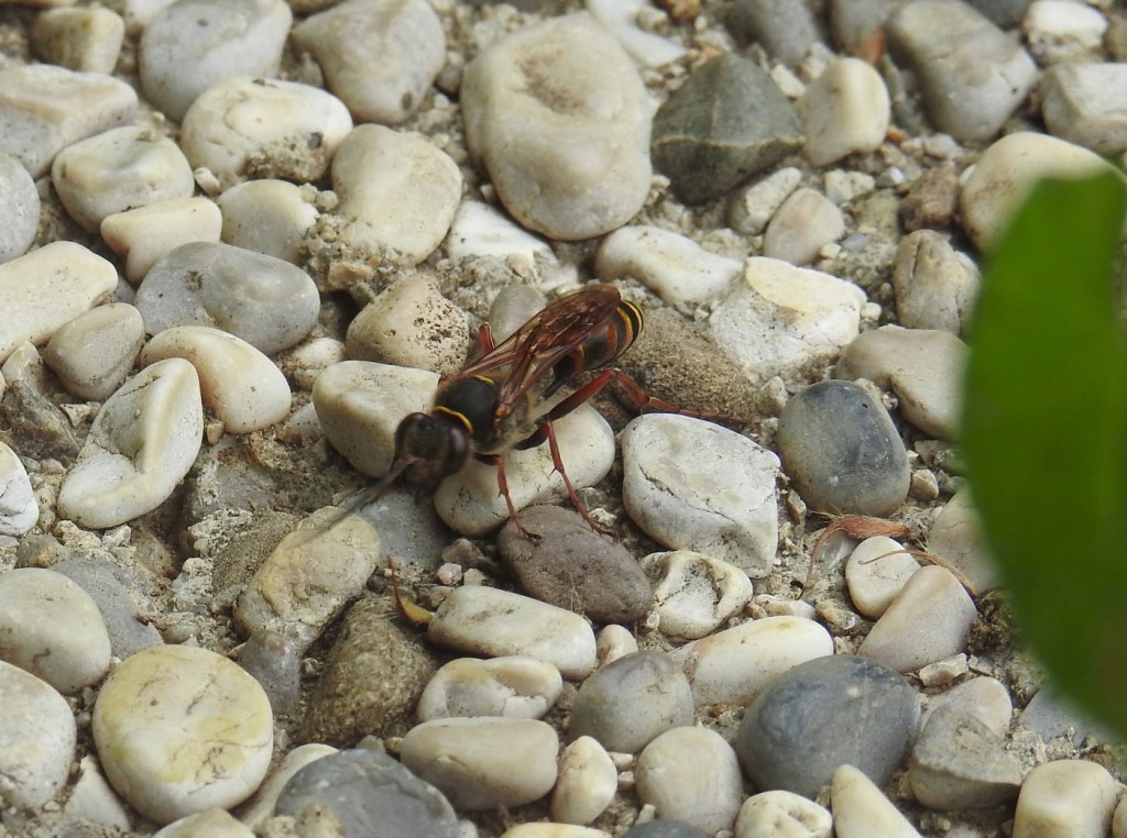 Orientalische Mörtelwespe