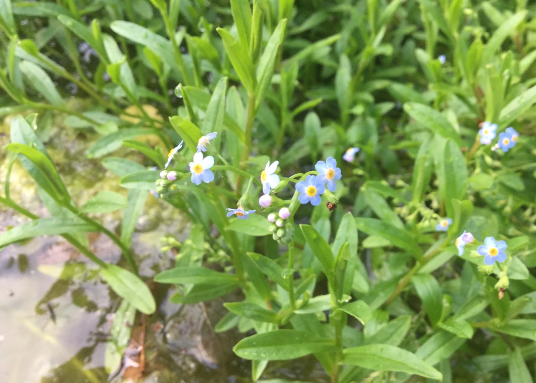 Sumpfvergissmeinnicht