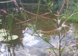 Sumpf-Weideröschen Samen