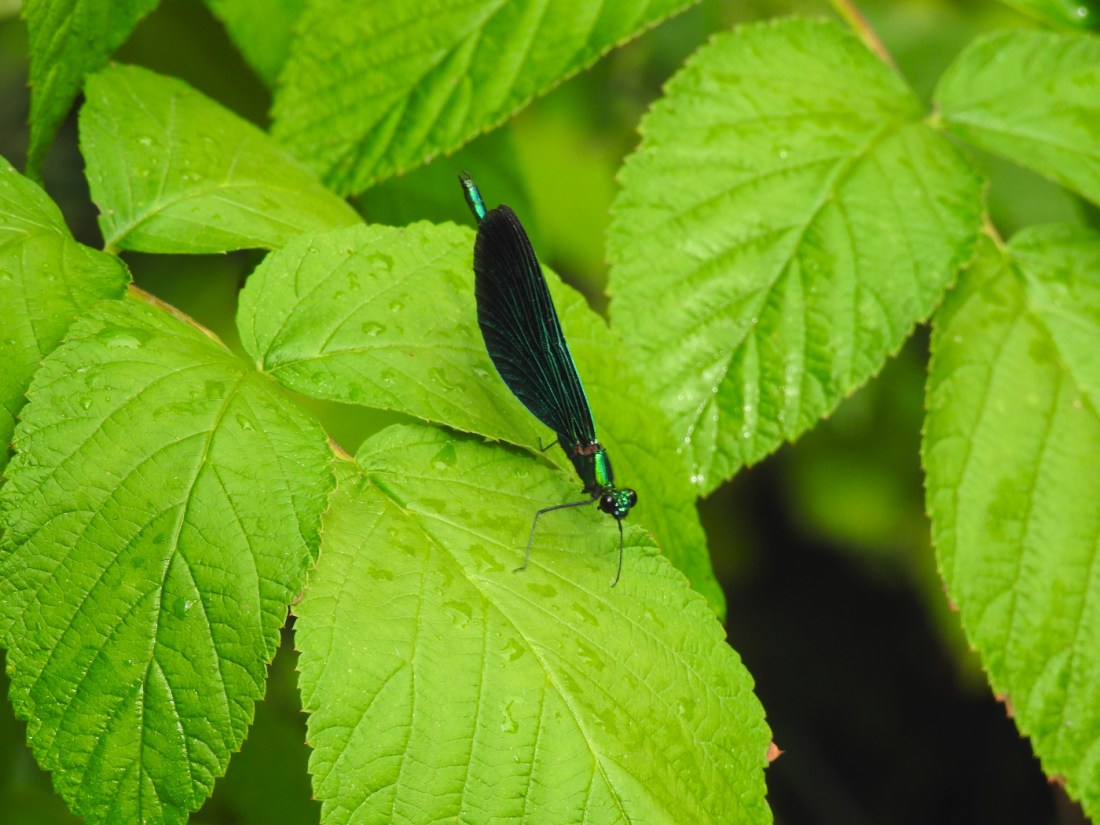 Blauflügel-Prachtlibelle