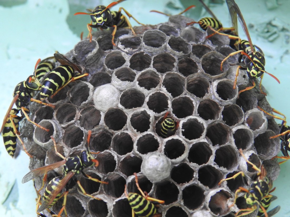 Feldwespennest