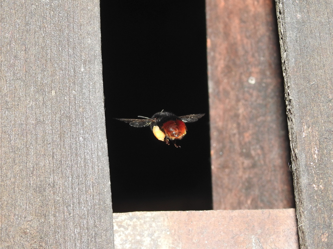 Steinhummel zwischen Latten