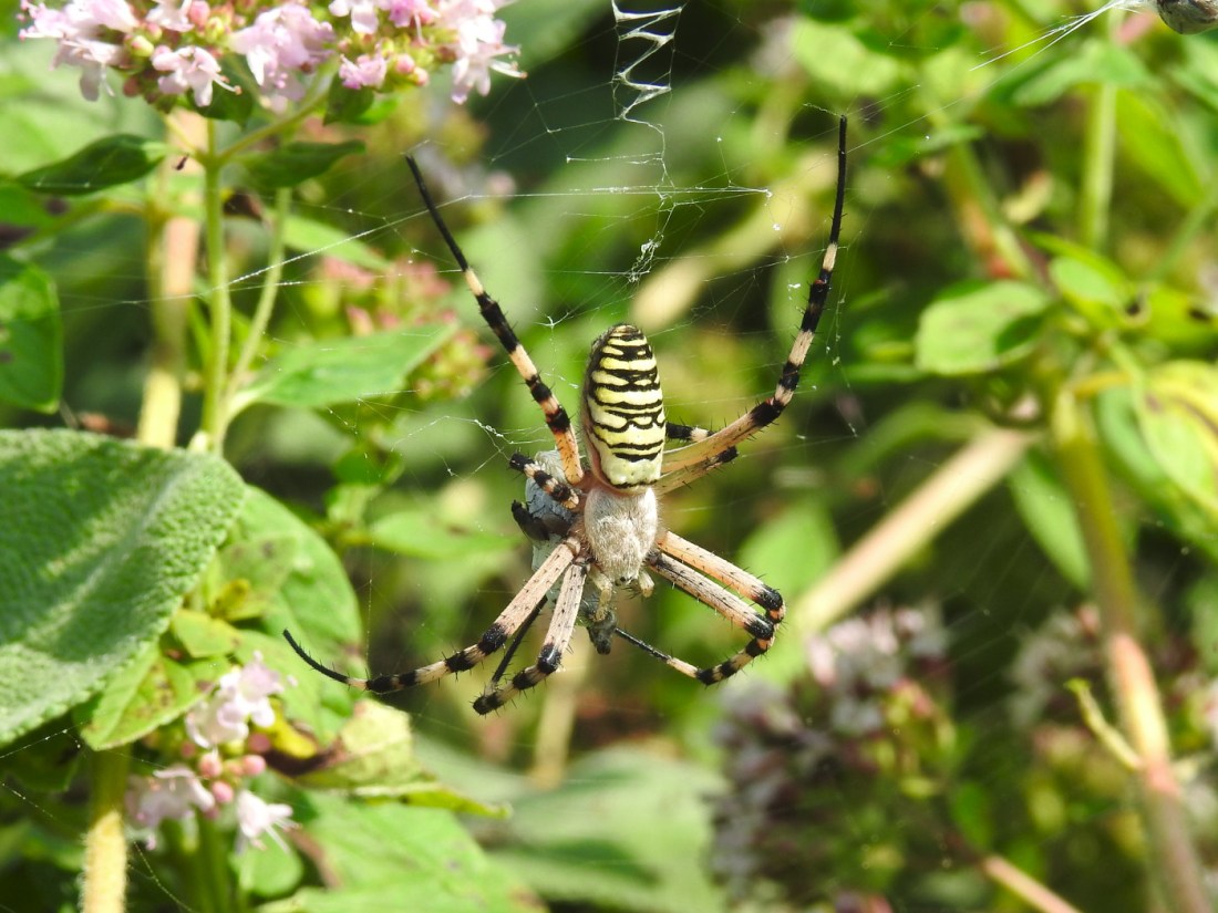 Wespenspinne
