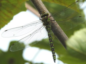 Blaugrüne Mosaikfungfer