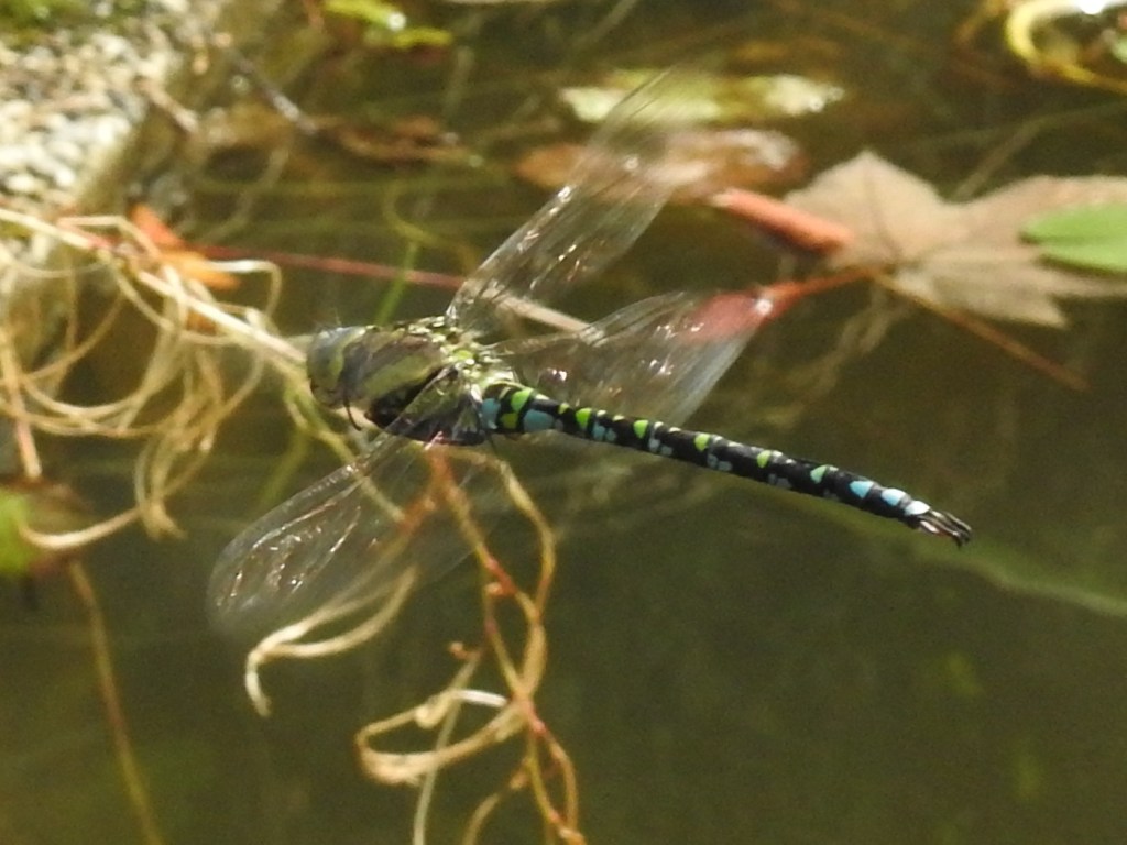 Blaugrüne Mosaikjungfer im Flug