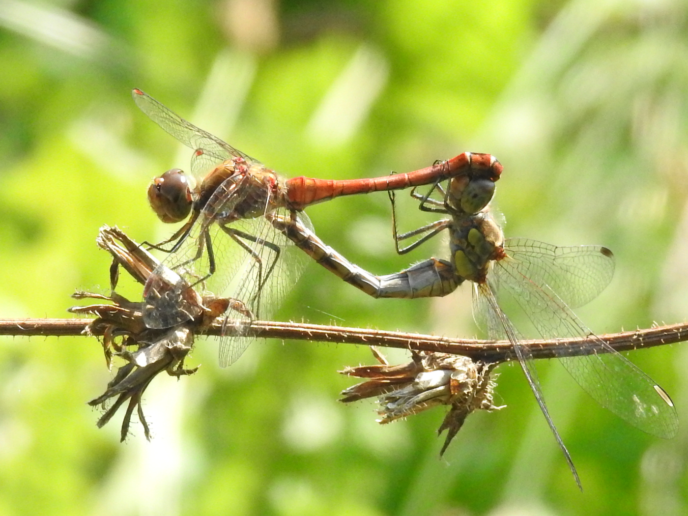 Große Heidelibelle Paarung