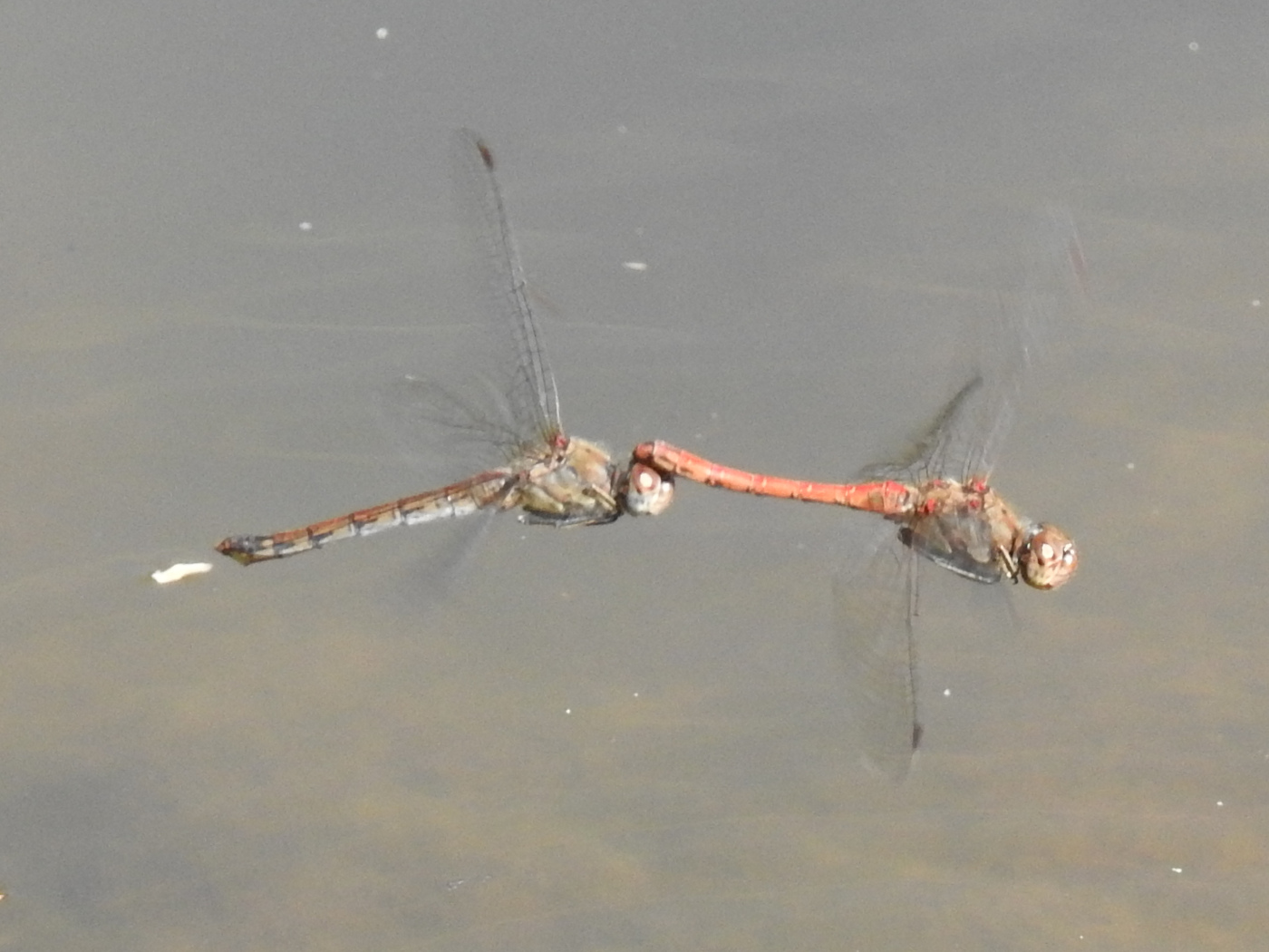 Große Heidelibelle Paarung