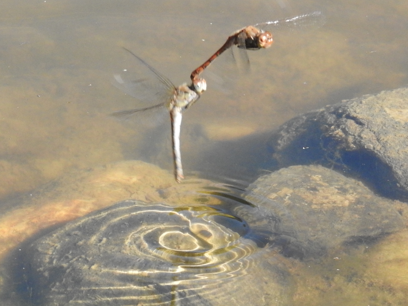 Große Heidelibelle Paarung