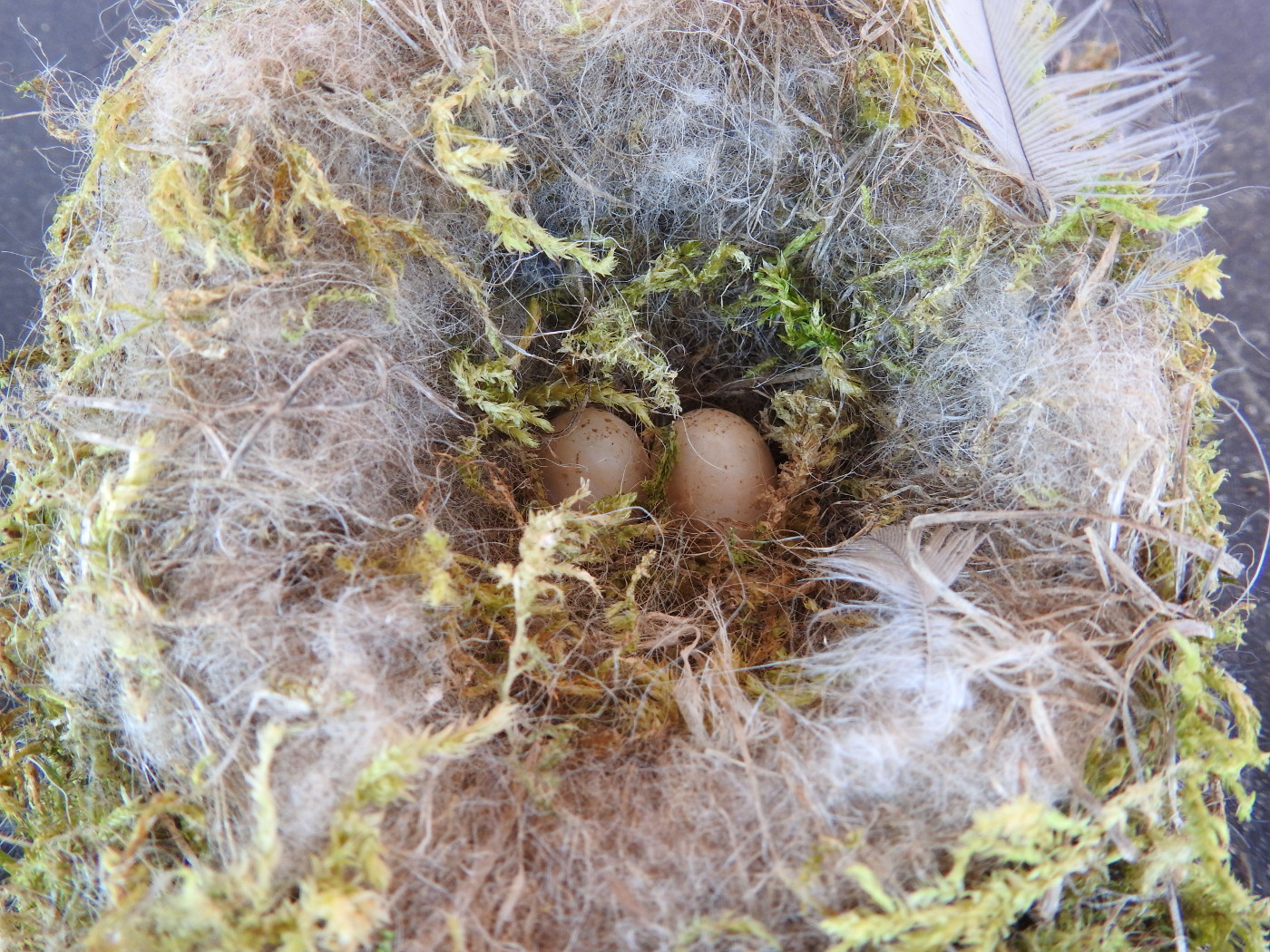 Vogelnest