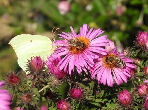 Zitronenfalter und Bienen