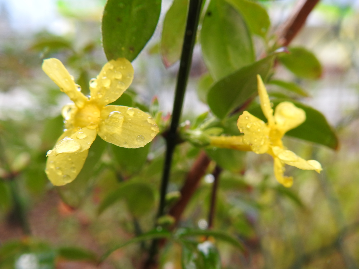 Winterjasmin