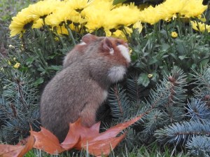 Hamster und Blumen