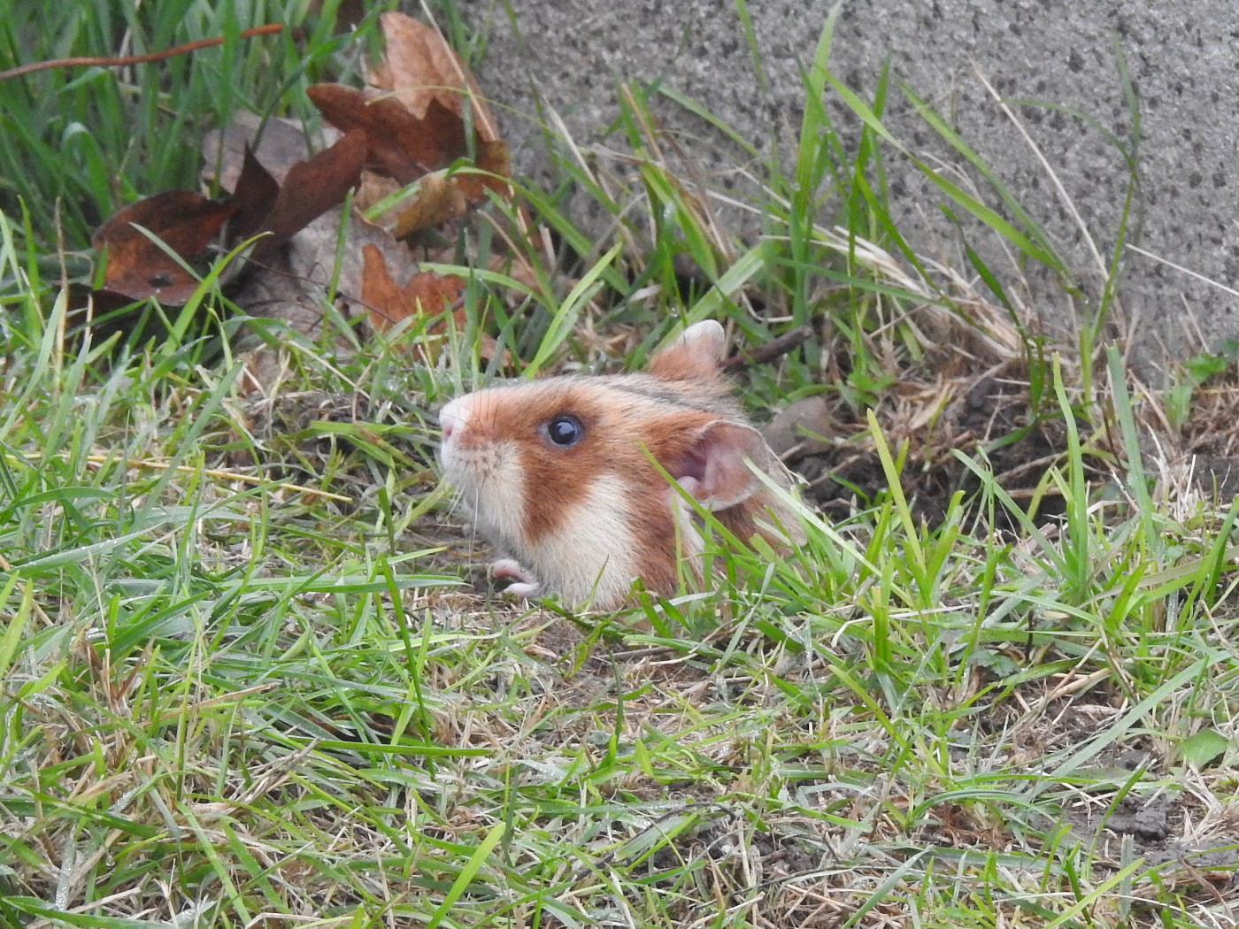 Hamster unter Erde
