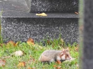 Hamster zwischen Gräbern