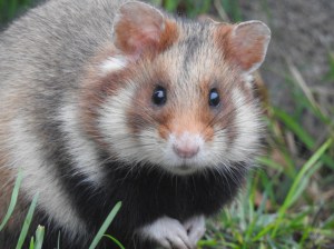 Hamsterportrait
