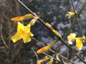 Winterjasmin
