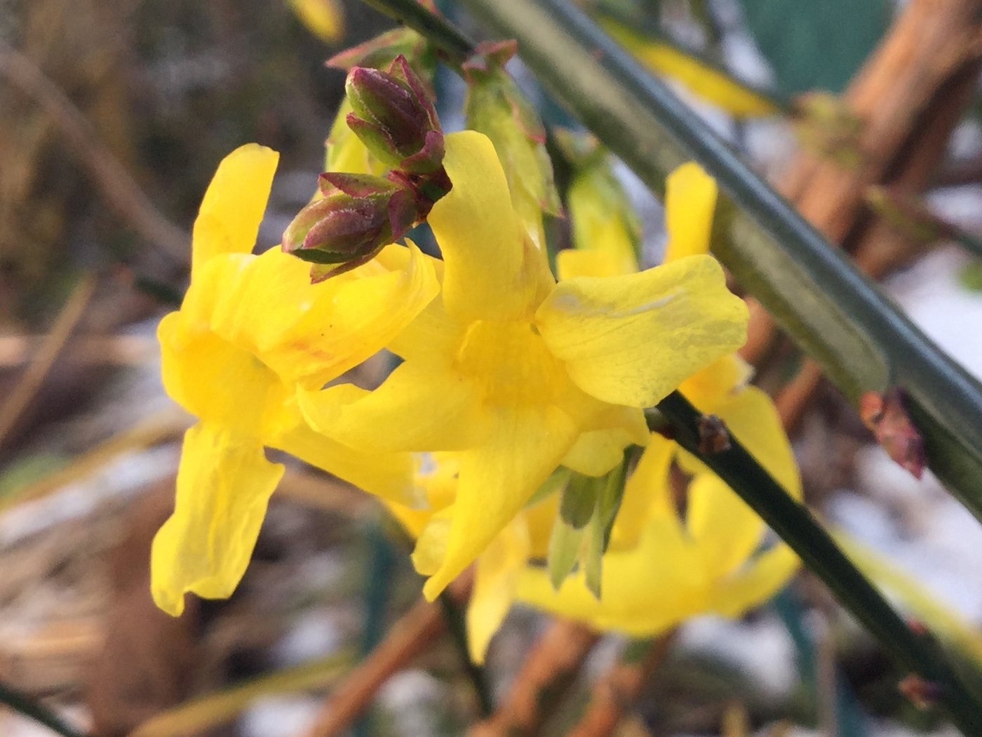 Winterjasmin
