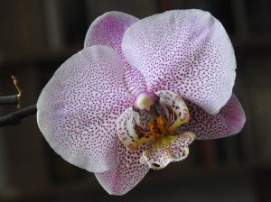 Orchidee