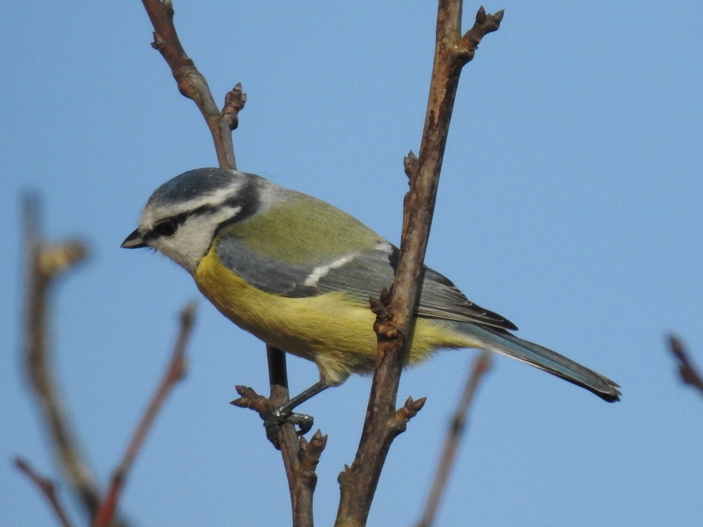 Blaumeise