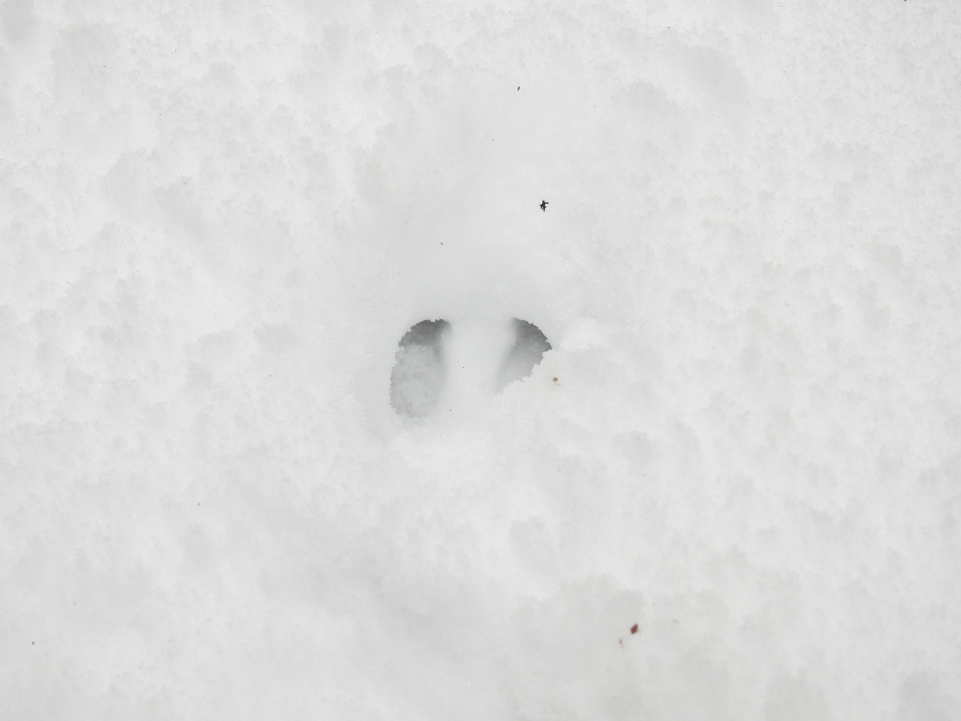 Reh-Fußabdruck im Schnee