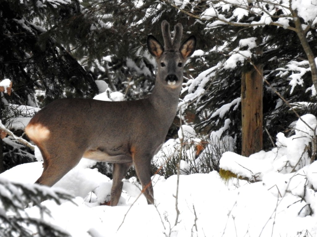 Rehbock im Winter