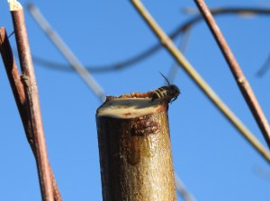 Biene auf Ahorhzweig