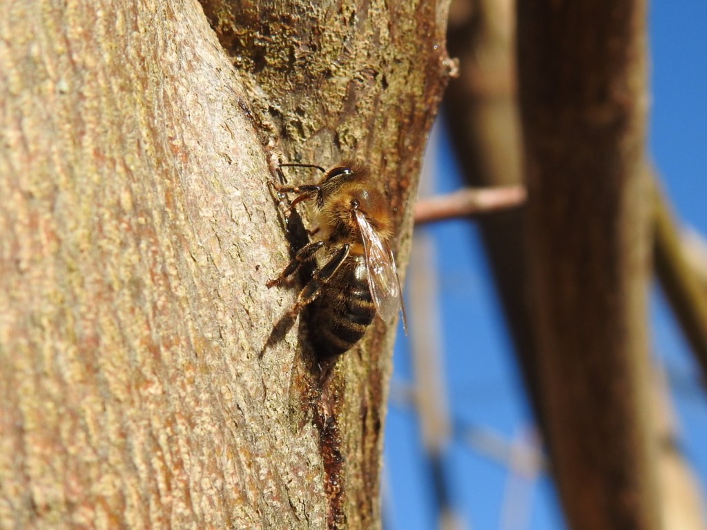 Biene auf Ahorhzweig