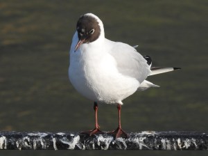 Lachmöwe im Sommerkleid