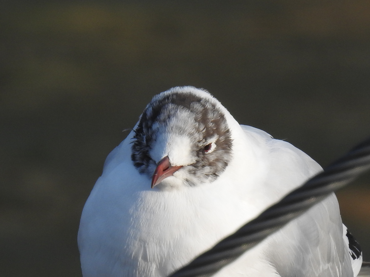 Möwe in der Mauser