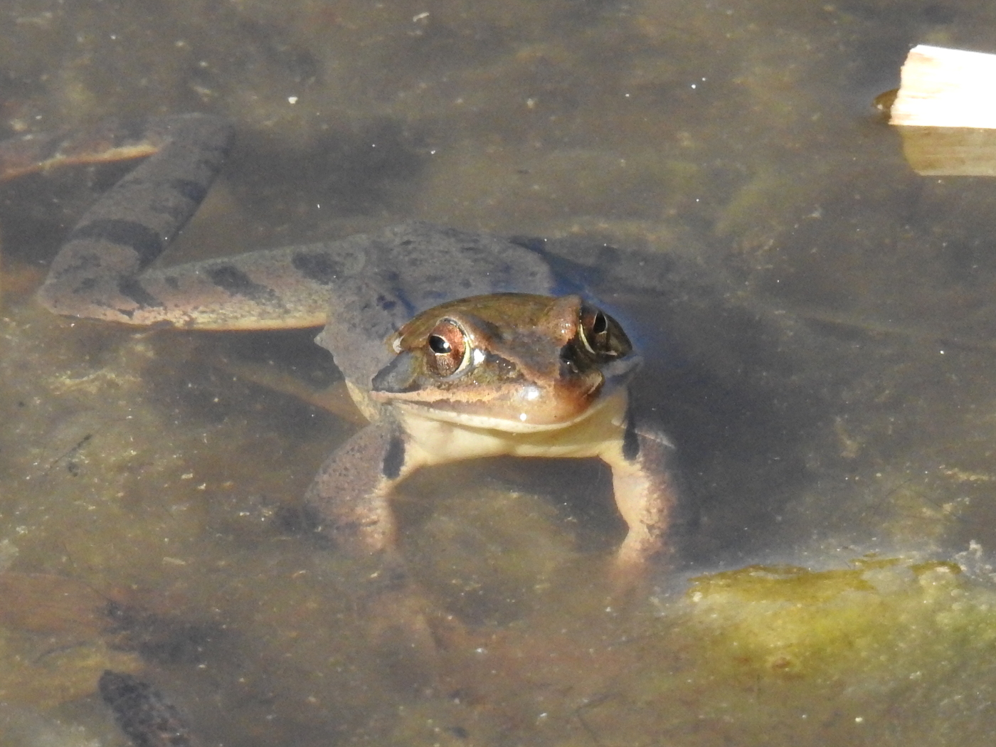 Grasfrosch