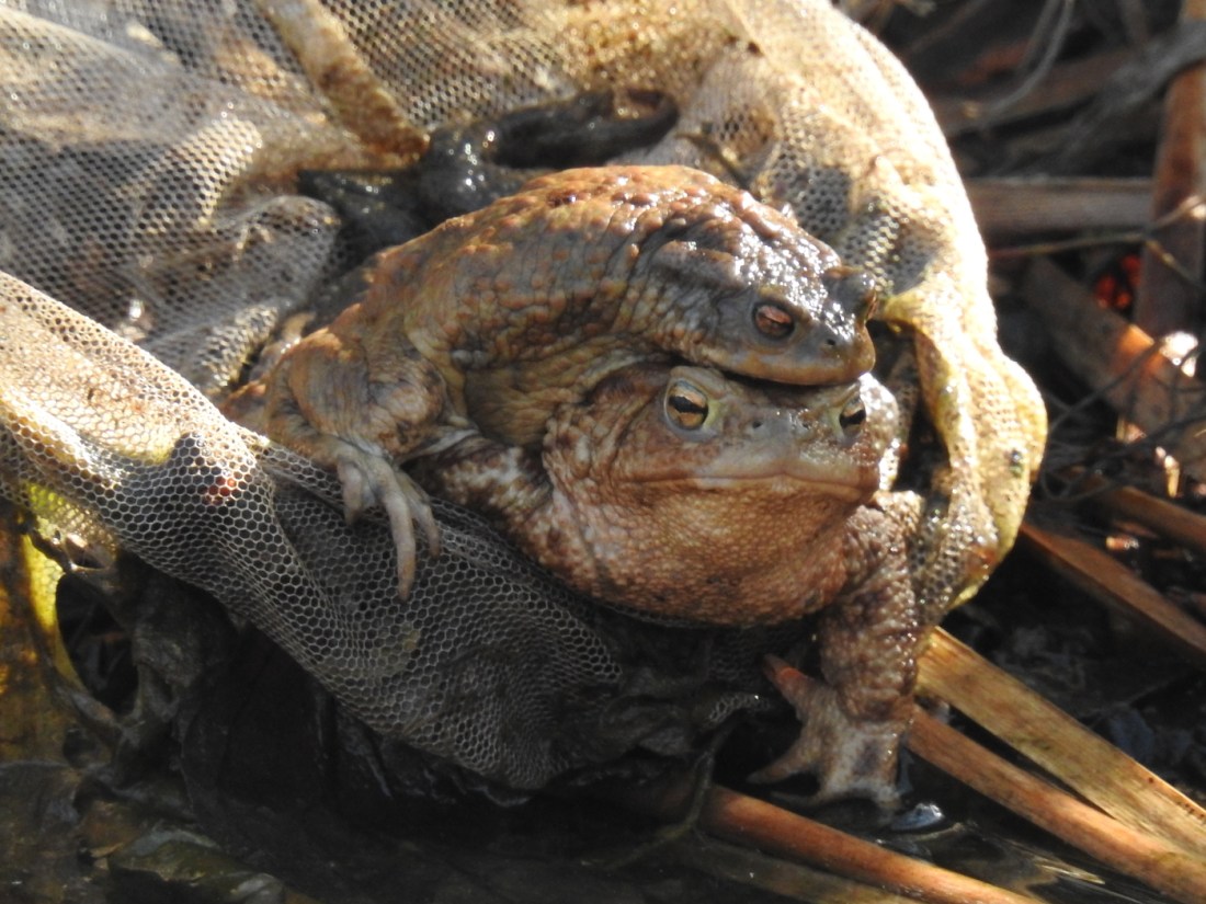 Kröten im Netz