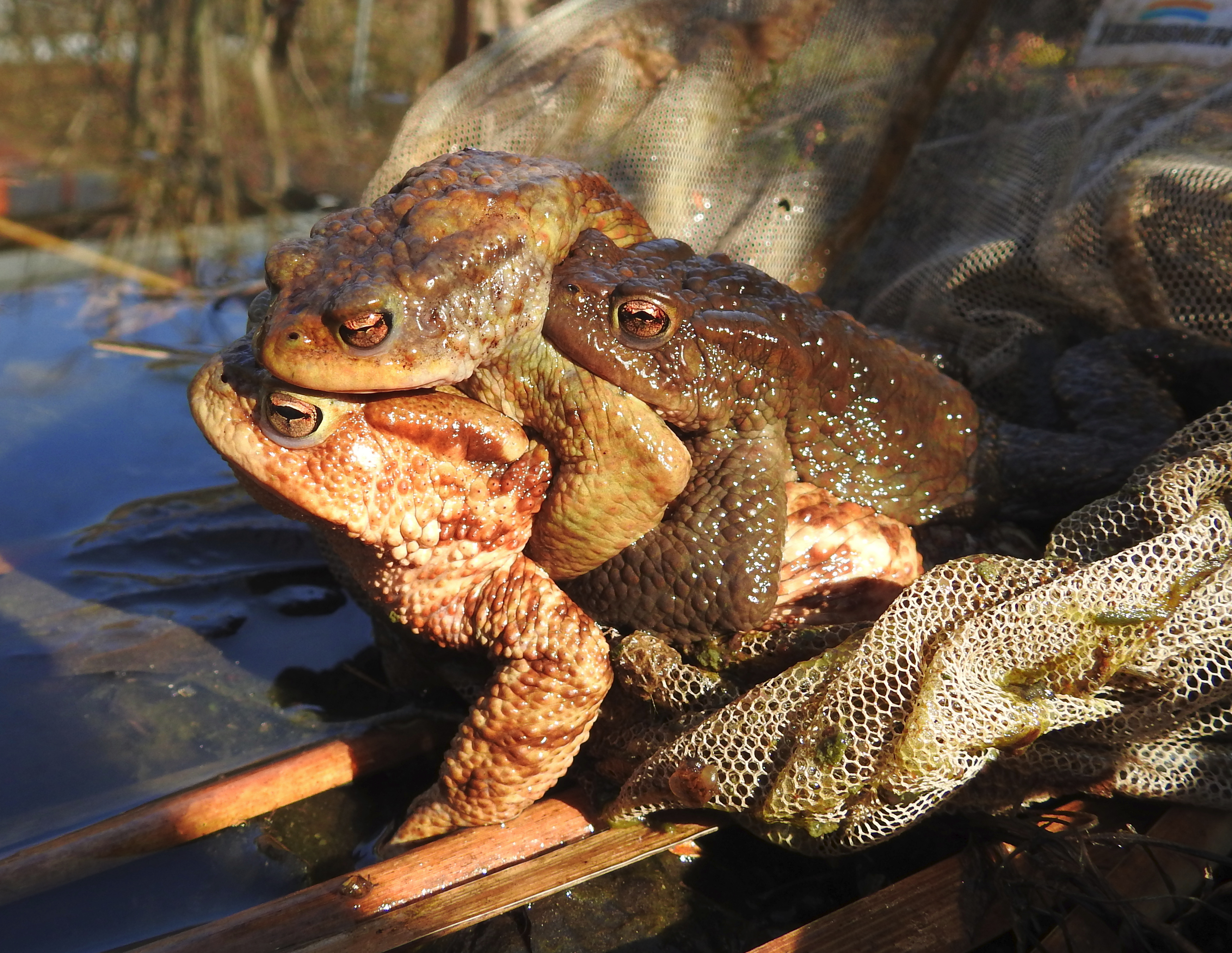 Erdkröten zu dritt