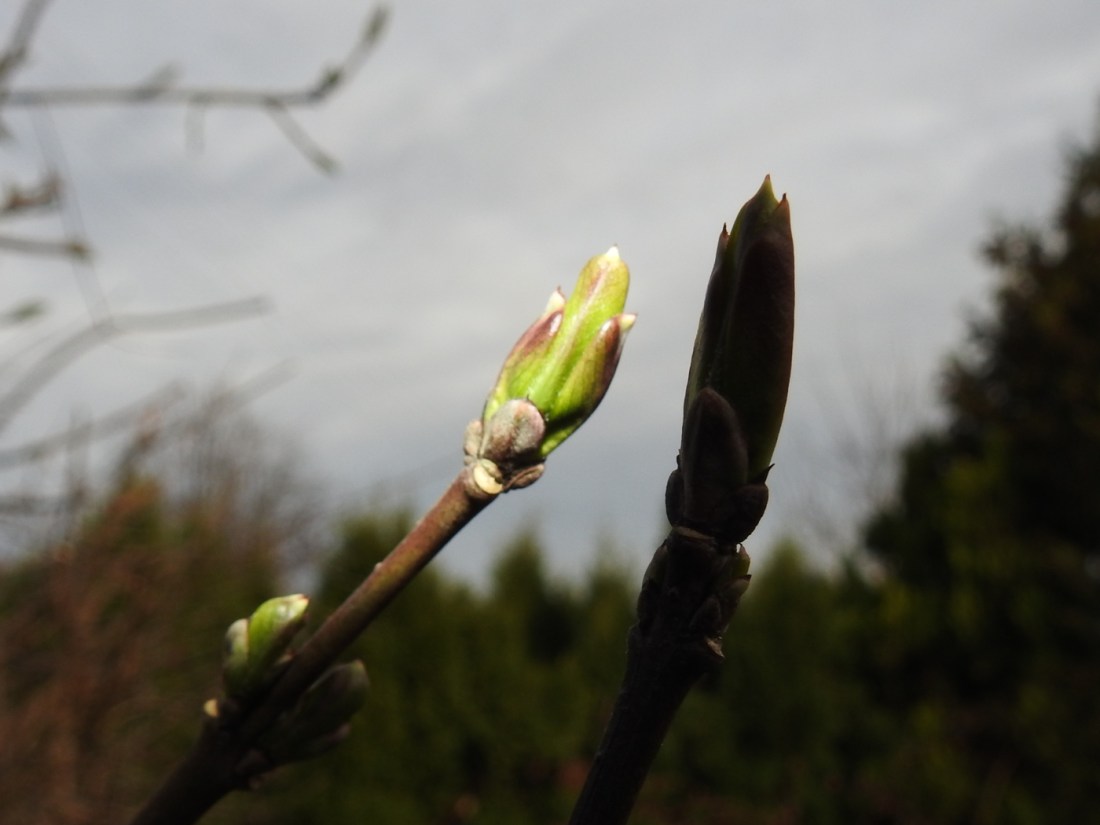 Pfaffenhütchen Knospe