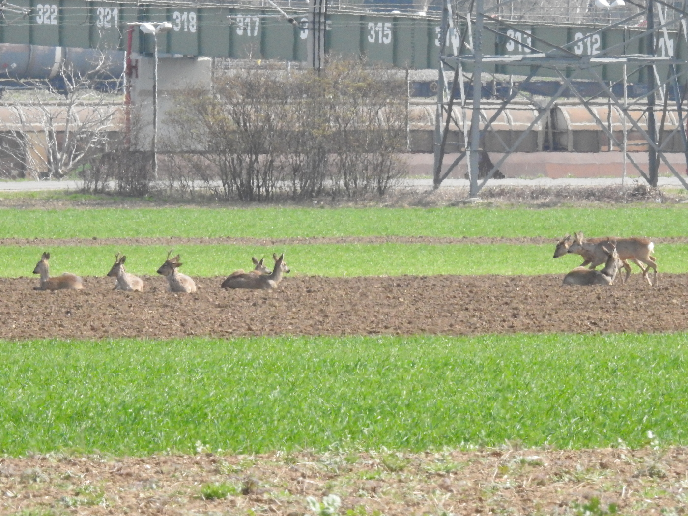 Rehe