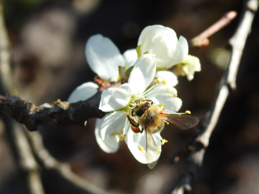 Biene auf Zwetschkenblüte